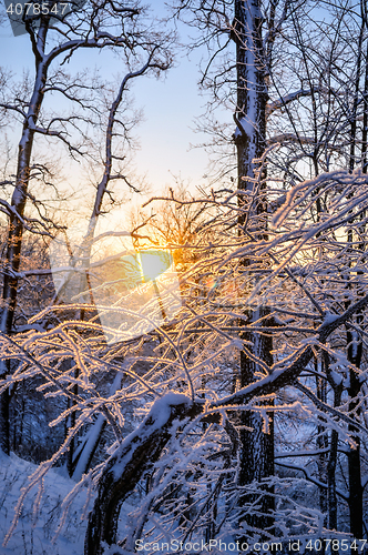 Image of winter landscape in the forest with the morning sun.