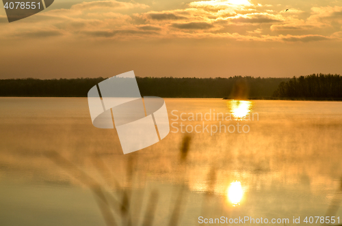 Image of Dry reed bending over the water. Retro style.