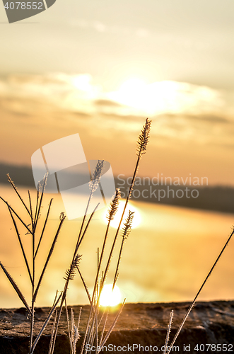 Image of Dry reed bending over the water. Retro style.