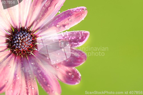 Image of Pink daisy against green