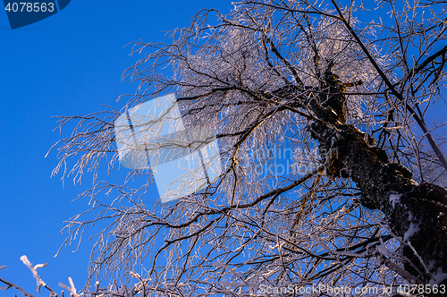 Image of Crohn's tree in the snow against the blue winter sky