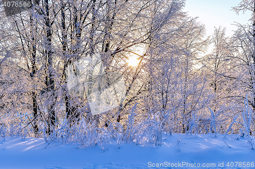 Image of Bright winter landscape with trees in the forest at sunrise