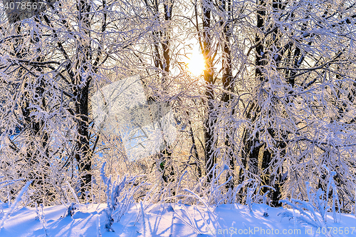 Image of Bright winter landscape with trees in the forest at sunrise