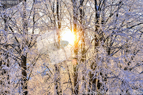 Image of Bright winter landscape with trees in the forest at sunrise