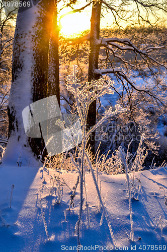 Image of Winter landscape with a beautiful sunset in the forest