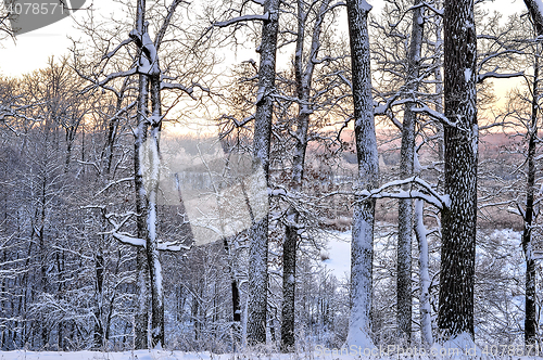 Image of Bright winter landscape with trees in the forest at sunrise