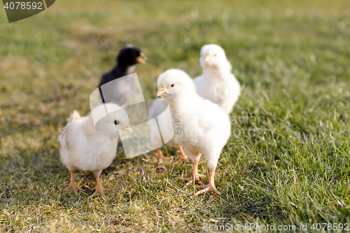 Image of Newborn chicken on a meadow