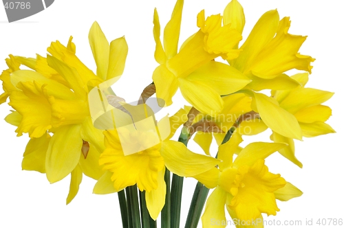 Image of Daffodils