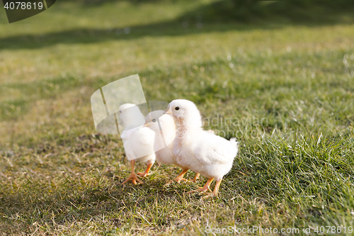 Image of Young chicken on a meadow