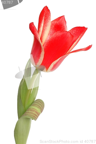 Image of Red Tulip