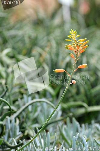 Image of Yellow Succulent flower