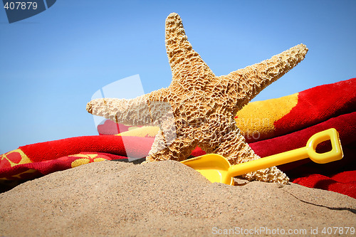 Image of Big starfish in the sand