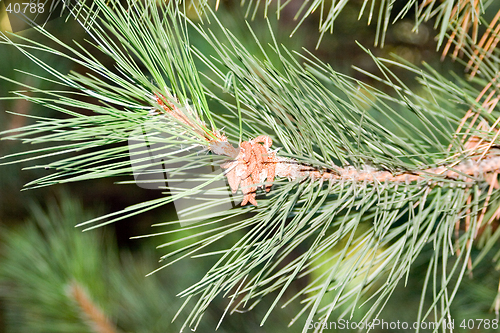 Image of Pine-tree branch