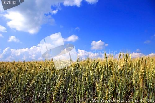 Image of Field of wheat