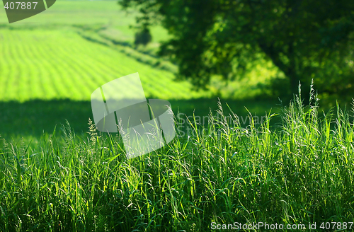 Image of Summer fields of green