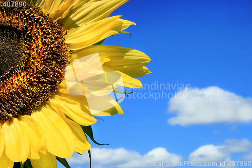 Image of Sunflower