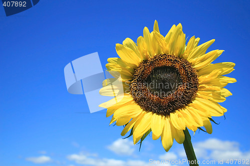 Image of Sunflower and sky