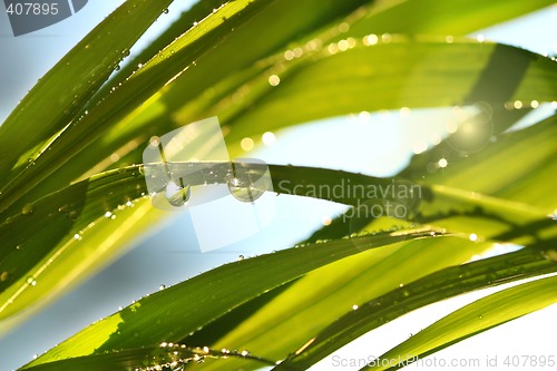 Image of Tall grass in the sun