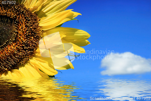 Image of Sunflower in water