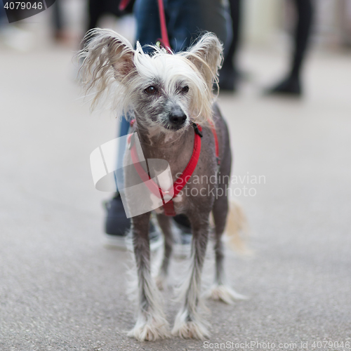 Image of Chinese Crested Dog, Canis lupus familiaris, on a leash.