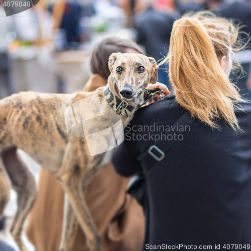 Image of Italian Greyhound dog with his female owner.