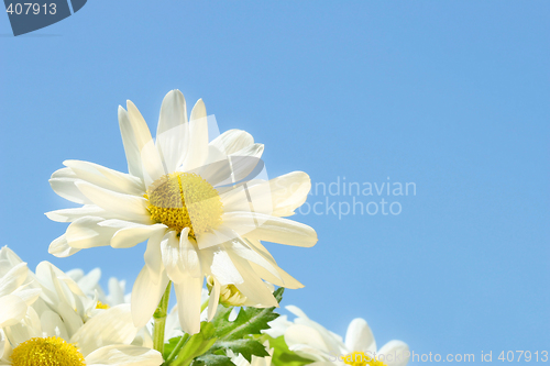 Image of Daisies in  the sun