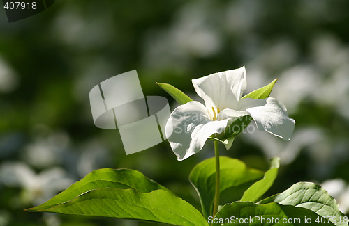 Image of Wild trillium flower