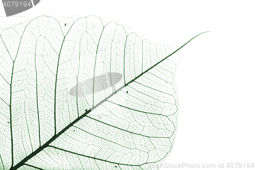 Image of green leaf background