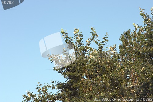 Image of Branch of poplar on blue sky