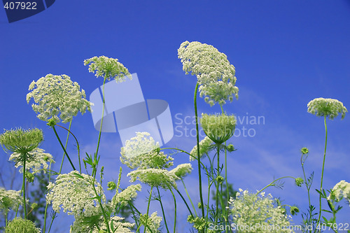 Image of Wild flowers