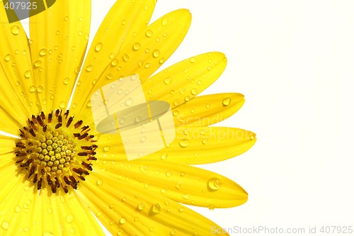 Image of Yellow daisy on white background