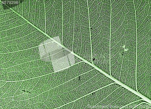 Image of green leaf background