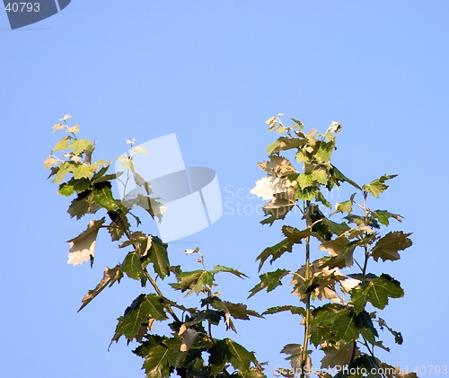 Image of Branch of poplar on blue sky