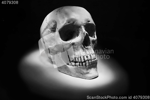 Image of human skull isolated
