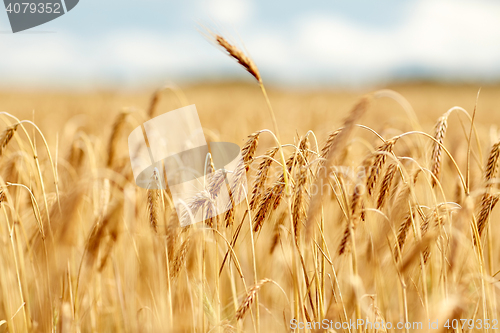 Image of cereal field with spikelets of ripe rye or wheat