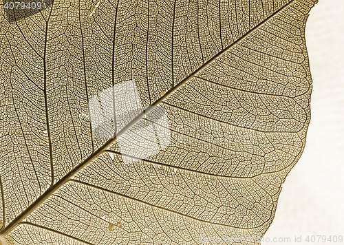 Image of brown leaf background