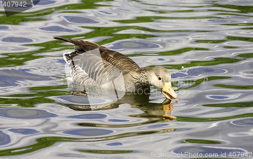 Image of Greylag Goose.