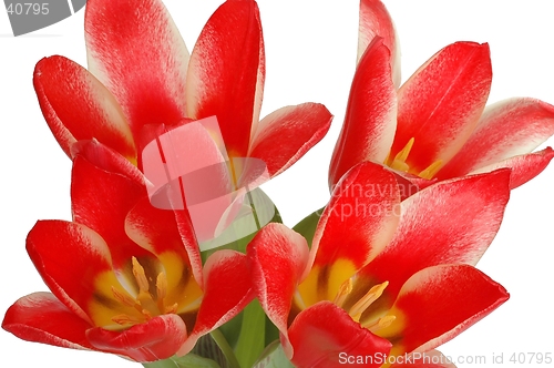 Image of Red Tulips
