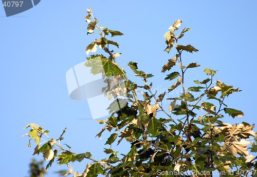 Image of Branch of poplar on blue sky