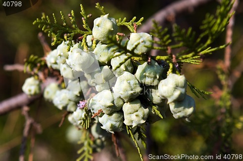 Image of Fruits of thuja