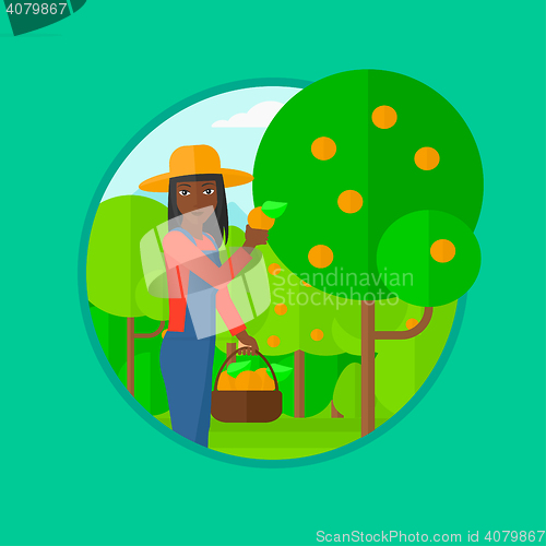 Image of Farmer collecting oranges vector illustration.