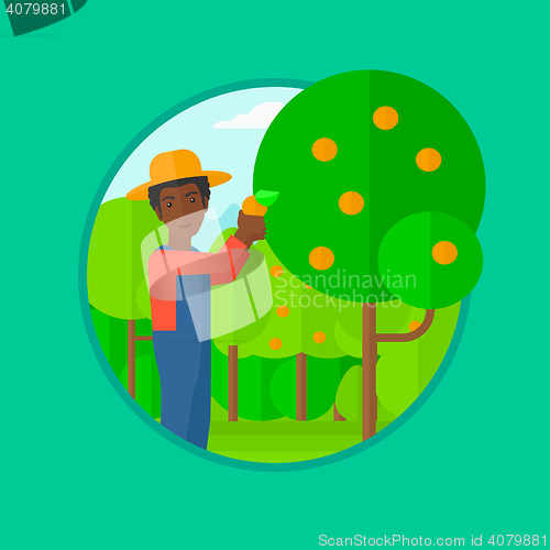 Image of Farmer collecting oranges vector illustration.