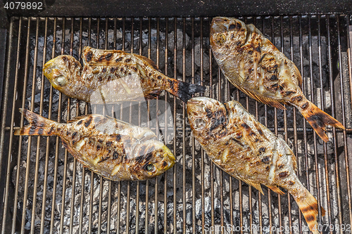 Image of Fish Fried On The Grill Outdoor.