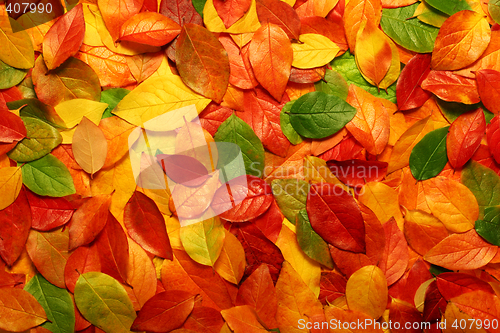 Image of Autumn leaves background