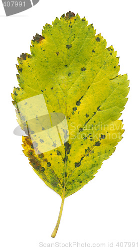 Image of Autumn leaves XXL file