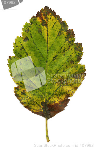 Image of Autumn leaf XXL file