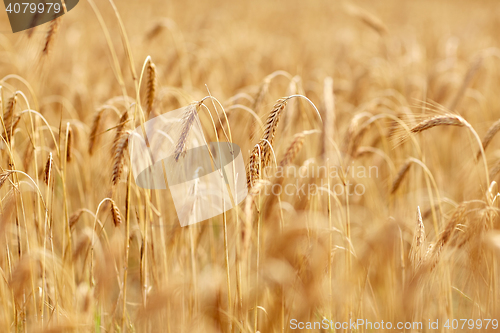 Image of cereal field with spikelets of ripe rye or wheat