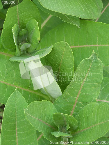 Image of Leaves background