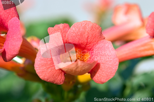 Image of Red Flower