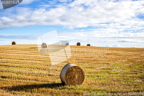 Image of agricultural field and blue sky